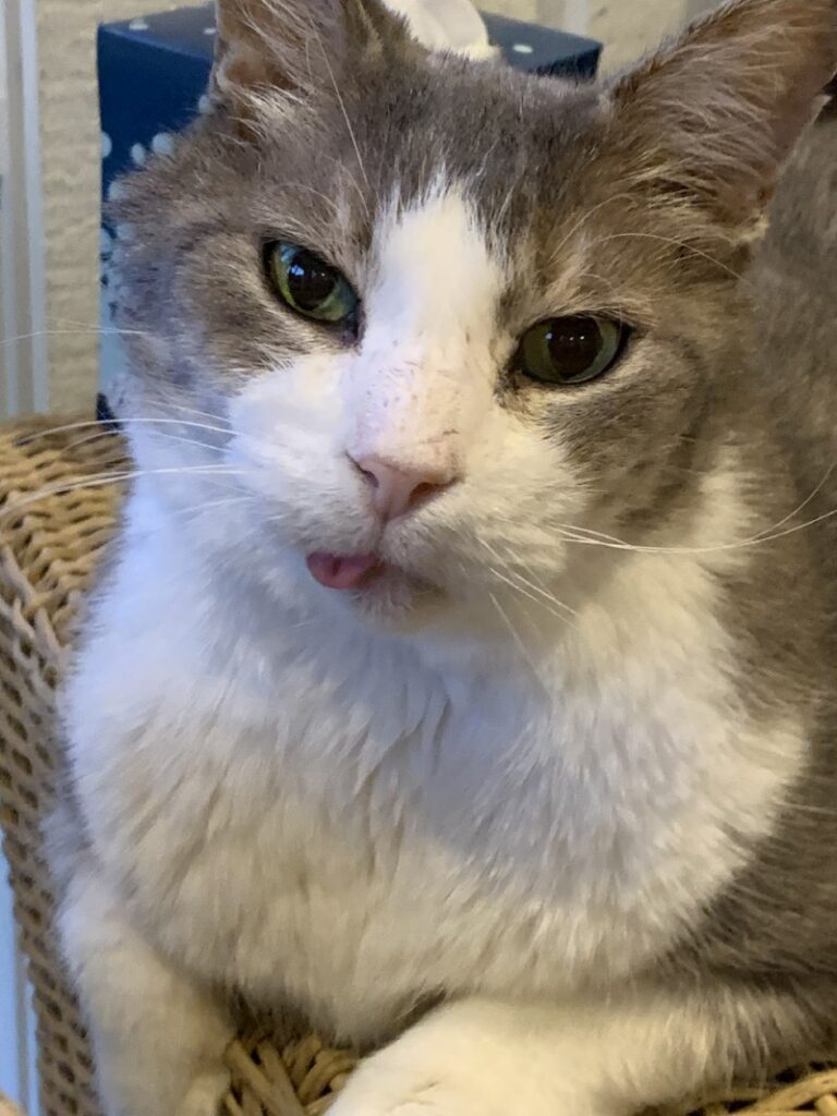 a gray and white cat